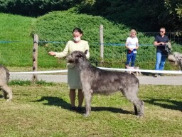 Arion in Nitra September 2021 CAC, CACIB, BOS. He got this show 4 CAC for Slovak Champion 